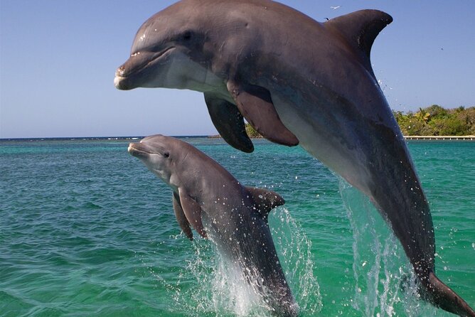 Dolphin Discovery Adventure in Hurghada - Buffet lunch with meat, salads, and fruit
