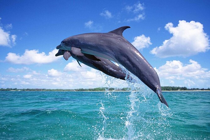 Dolphin Discovery Adventure in Hurghada - What the $39 price really covers