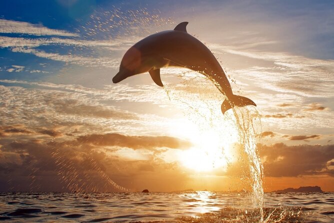 Dolphin Discovery Adventure in Hurghada - Service, group size, and the role of Mesho