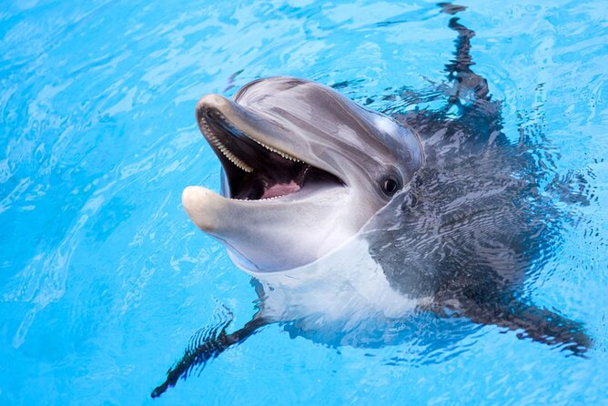 Dolphin Discovery Adventure in Hurghada - Snorkeling at the first Red Sea stop