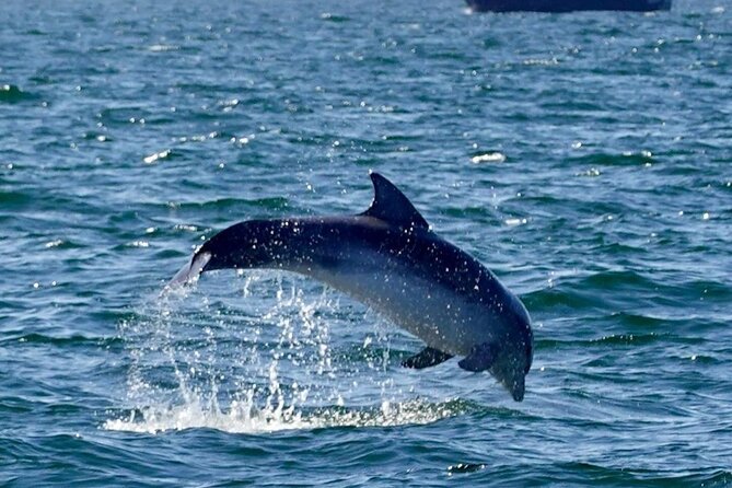 Dolphin Discovery Eco Tour - A wildlife cruise with Dingle’s cliffs in the frame