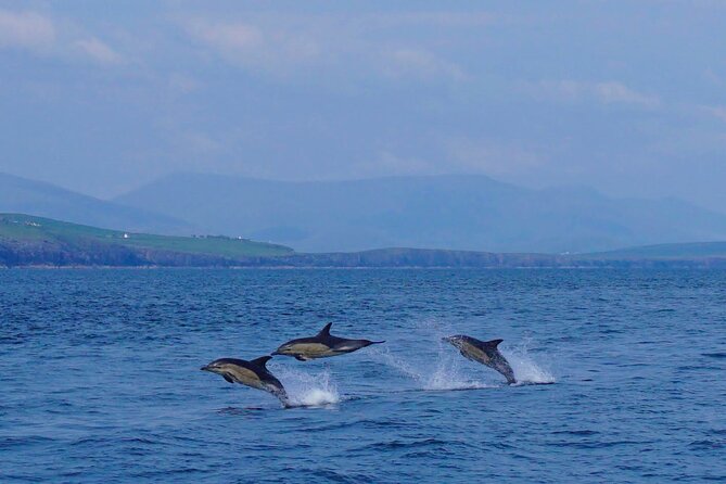Dolphin Discovery Eco Tour - Leaving Dingle Marina for the northern coast