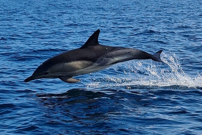 Dolphin Discovery Eco Tour - What the two-hour schedule means for your day