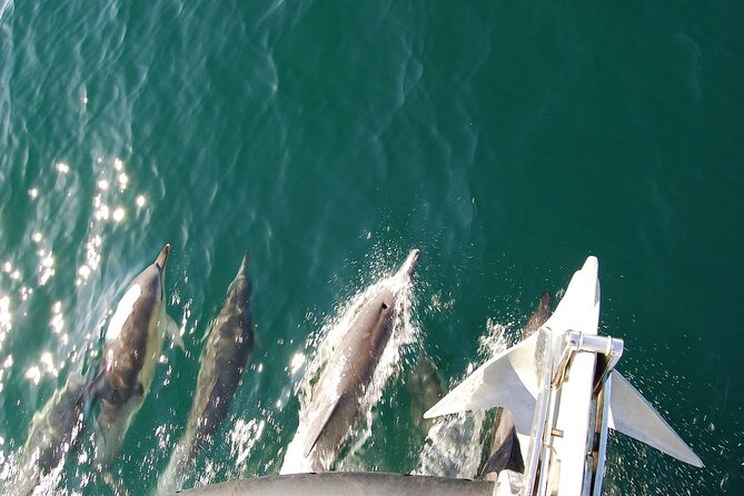 Dolphin Discovery Eco Tour - Is $54.19 a fair price?