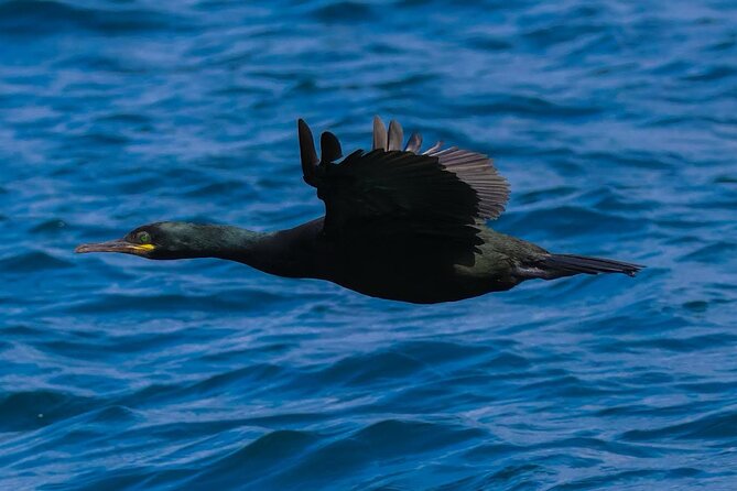 Dolphin Discovery Eco Tour - Who will enjoy this tour most?