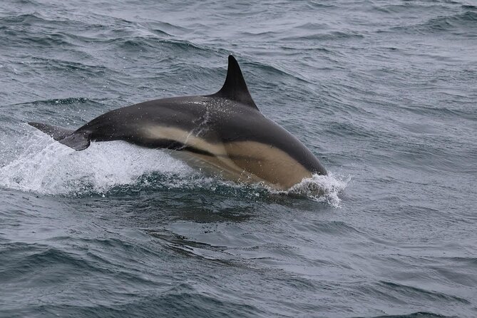 Dolphin Discovery Eco Tour - Practical planning before you book