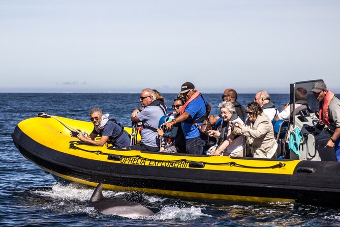 Dolphin Discovery - Who will enjoy this trip most?