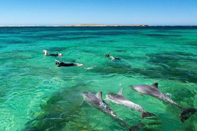 Dolphin Encounters, Ile aux Benitier & Crystal rock: Full-Day (Lunch & Transfer) - Dolphin swimming in open water