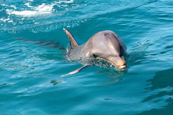 Dolphin Encounters, Ile aux Benitier & Crystal rock: Full-Day (Lunch & Transfer) - Lunch and long beach time on Ile aux Benitiers