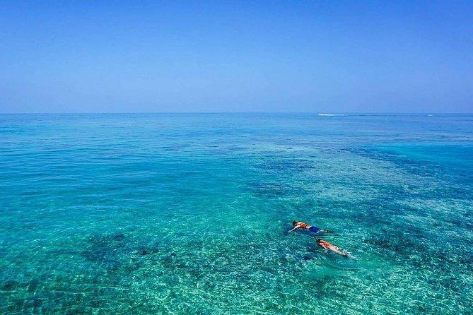 Dolphin Encounters, Ile aux Benitier & Crystal rock: Full-Day (Lunch & Transfer) - What the boat and guides are like