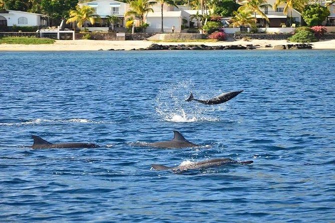Dolphin Encounters, Ile aux Benitier & Crystal rock: Full-Day (Lunch & Transfer) - Who gets the best value from this tour