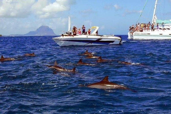 Dolphin Encounters, Ile aux Benitier & Crystal rock: Full-Day (Lunch & Transfer) - Price, timing, and cancellation terms