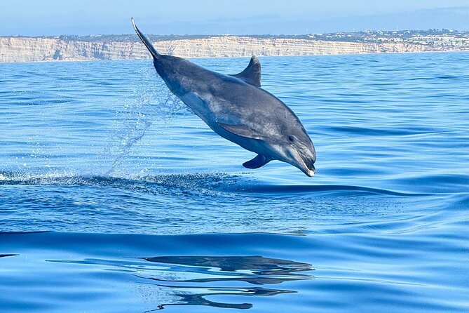 Dolphin Expedition Shared Speedboat tour with Biologist guide - Key points at a glance