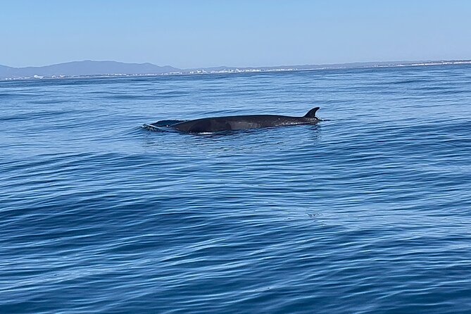 Dolphin Expedition Shared Speedboat tour with Biologist guide - Portimão Marina and the turn toward the Atlantic