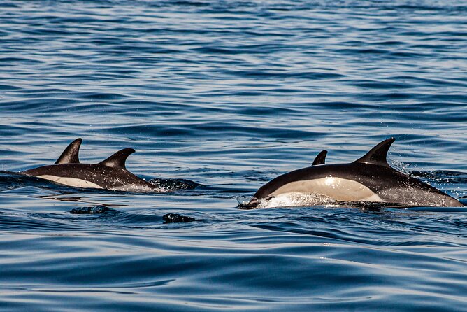 Dolphin Expedition Shared Speedboat tour with Biologist guide - Searching for dolphins in their own habitat
