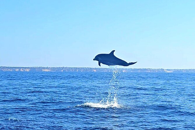 Dolphin Expedition Shared Speedboat tour with Biologist guide - What the biologist adds to the trip