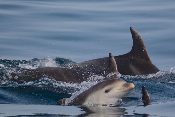 Dolphin Expedition Shared Speedboat tour with Biologist guide - Boat size, comfort, and what to wear