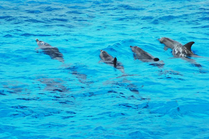 Dolphin house - What makes Dolphin House special