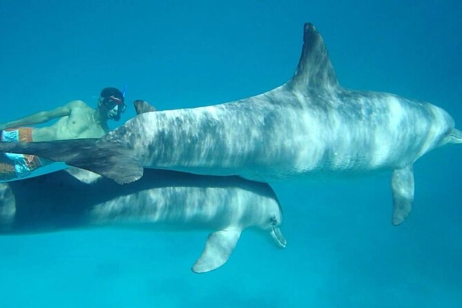 Dolphin house - Who will enjoy this Hurghada boat trip