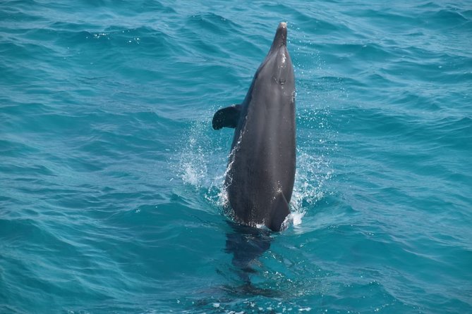 Dolphin House and Banana Boat Fun from Hurghada - Is $45 good value?