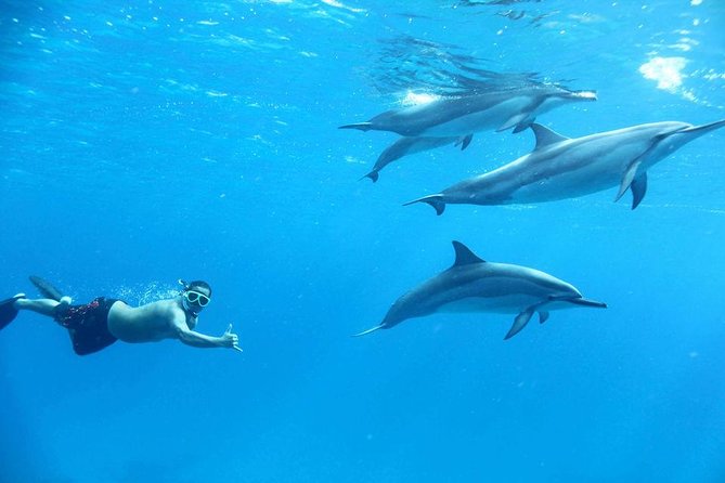 Dolphin House By Private Speed Boat & Drinks & Transfer-Hurghada - Snorkeling among coral and Red Sea fish