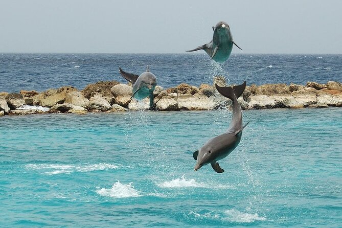 Dolphin House By Private Speed Boat & Drinks & Transfer-Hurghada - Crew service, from Snoopy to mixed experiences