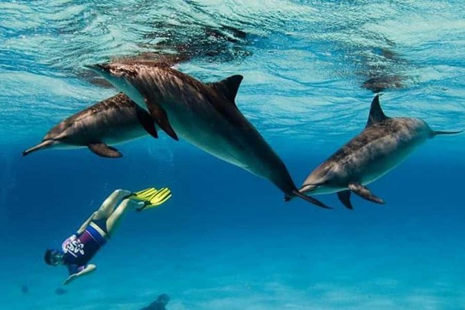 Dolphin House By Private Speed Boat & Drinks & Transfer-Hurghada - Drinks, fishing, and the four-hour rhythm