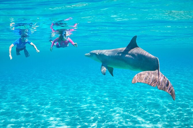 Dolphin House By Private Speed Boat & Drinks & Transfer-Hurghada - Is $50 good value?