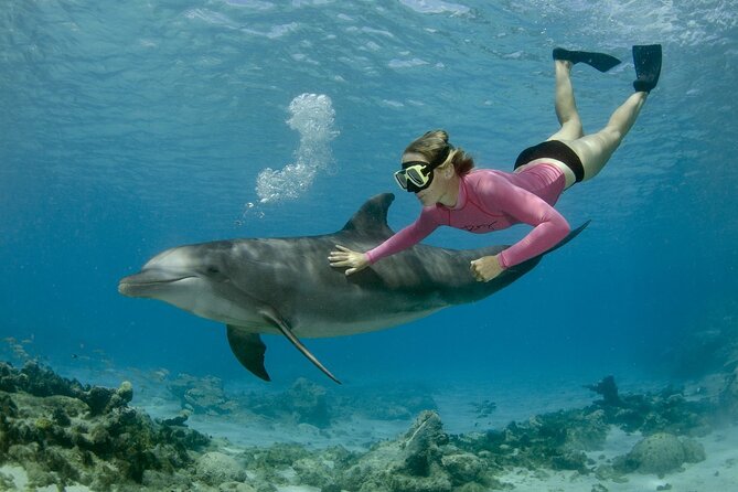 Dolphin House By Private Speed Boat & Drinks & Transfer-Hurghada - What a private speedboat changes
