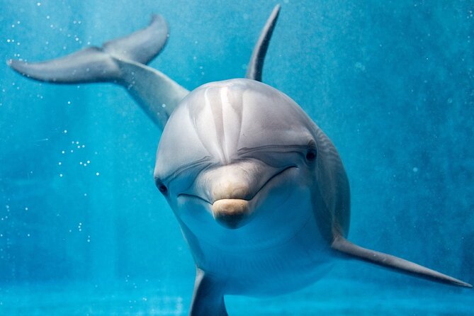 Dolphin House Reef Snorkeling Sea Trip With Transfer - Marsa Alam - Why Sataya Reef is the main event