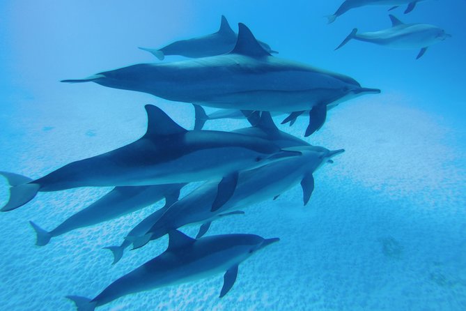 Dolphin House Reef Snorkeling Sea Trip With Transfer - Marsa Alam - The early start and ride from Marsa Alam