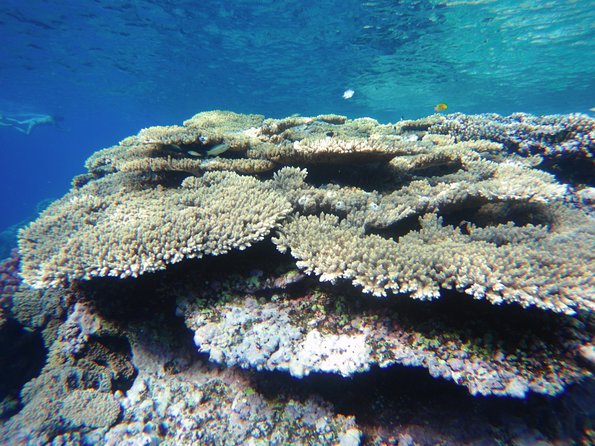 Dolphin House Reef Snorkeling Sea Trip With Transfer - Marsa Alam - Lunch, drinks, and the boat itself
