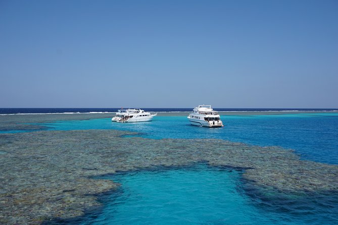 Dolphin House Reef Snorkeling Sea Trip With Transfer - Marsa Alam - How the staff handle the dolphins