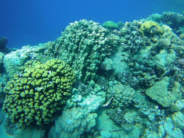 Dolphin House Reef Snorkeling Sea Trip With Transfer - Marsa Alam - Who should book this Marsa Alam sea trip?