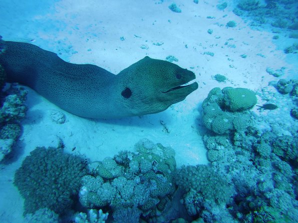 Dolphin House Reef Snorkeling Sea Trip With Transfer - Marsa Alam - Practical ways to make the day better