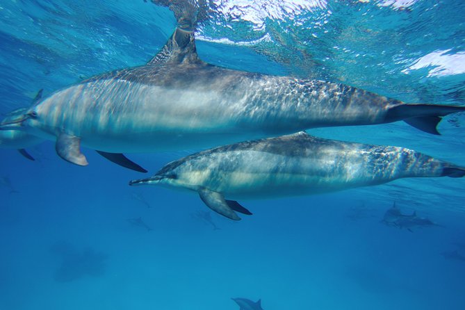 Dolphin House Reef Snorkeling Sea Trip With Transfer - Marsa Alam - Your first swim at Dolphin House