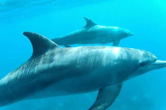 Dolphin House Royal sea Trip Luxury Boat With Transfer - Hurghada - Two snorkeling stops, not just one quick swim