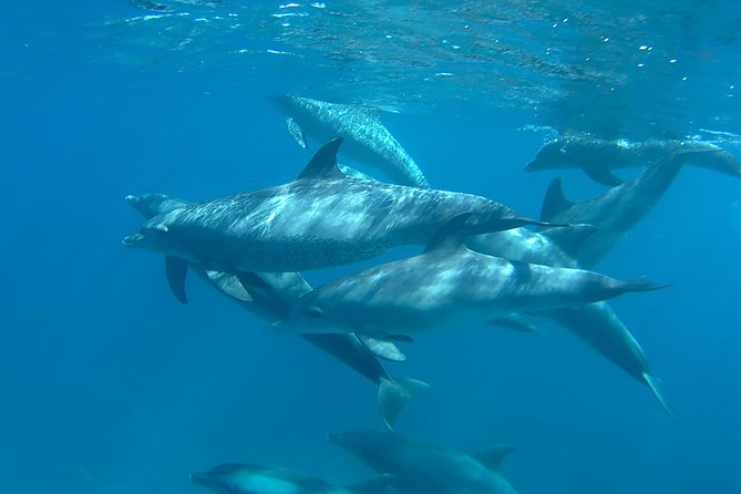 Dolphin House Royal sea Trip Luxury Boat With Transfer - Hurghada - Banana boat and quadra rides for 20 minutes