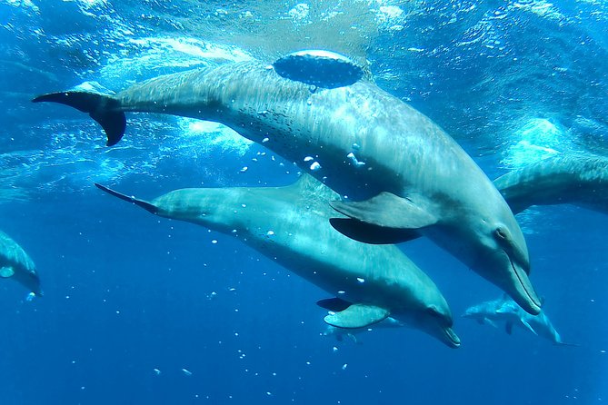 Dolphin House Royal sea Trip Luxury Boat With Transfer - Hurghada - Who will enjoy this trip most?