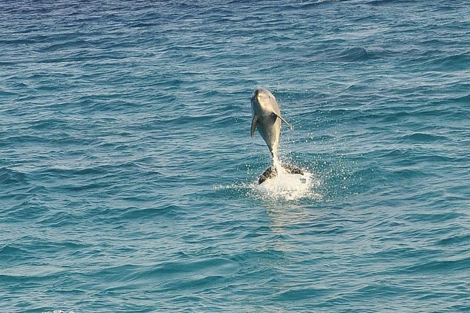 Dolphin House Royal sea Trip Luxury Boat With Transfer - Hurghada - What Dolphin House really offers