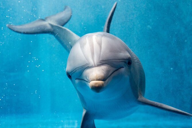 Dolphin House Royal Sea Trip Water Sports W/Transfer - HURGHADA - What your $16 actually buys