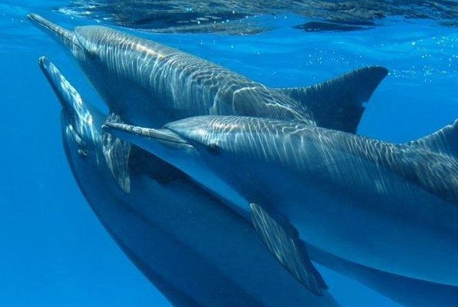Dolphin House Royal Sea Trip Water Sports W/Transfer - HURGHADA - The early pickup and ride to the marina