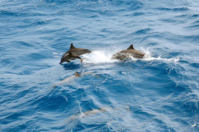 Dolphin House Royal VIP Special Day Snorkeling Sea Trip With Lunch - Hurghada - Setting out from Hurghada Marina at 8:00 am