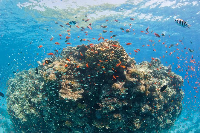 Dolphin House Royal VIP Special Day Snorkeling Sea Trip With Lunch - Hurghada - Who will enjoy this Red Sea day