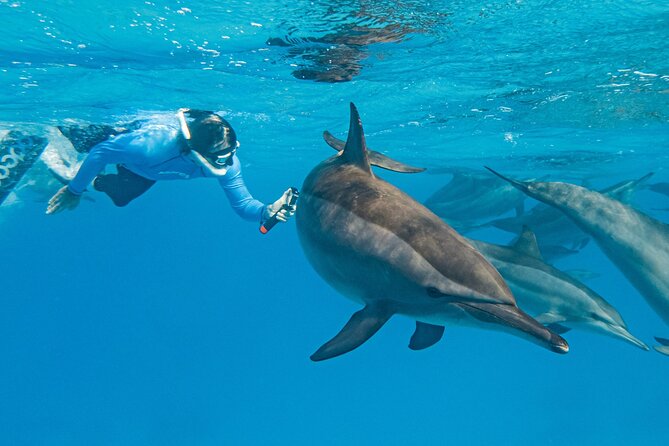 Dolphin House Samadai Reef Boat Snorkeling Trip from Marsa Alam - What makes Dolphin House special