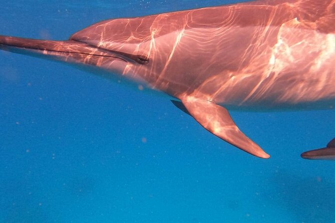 Dolphin House Satayeh Reef Snorkeling Sea Trip With Lunch &Transfer-Marsa Alam - Key points at a glance
