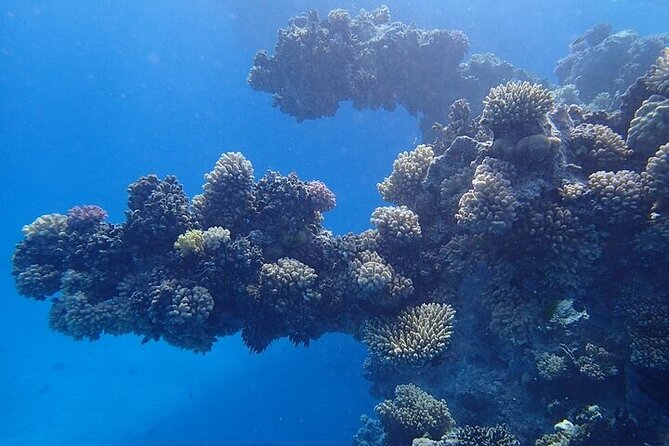 Dolphin House Satayeh Reef Snorkeling Sea Trip With Lunch &Transfer-Marsa Alam - Why Sataya Reef is worth the long ride