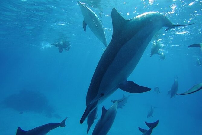 Dolphin House Satayeh Reef Snorkeling Sea Trip With Lunch &Transfer-Marsa Alam - The boat crossing and rough-sea warning