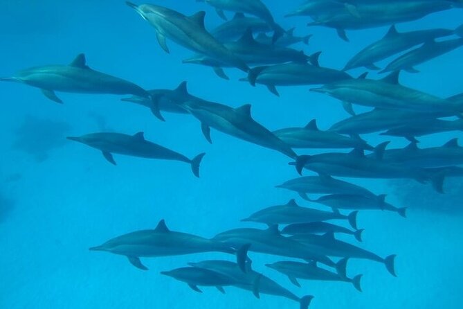 Dolphin House Satayeh Reef Snorkeling Sea Trip With Lunch &Transfer-Marsa Alam - What the $60 price covers