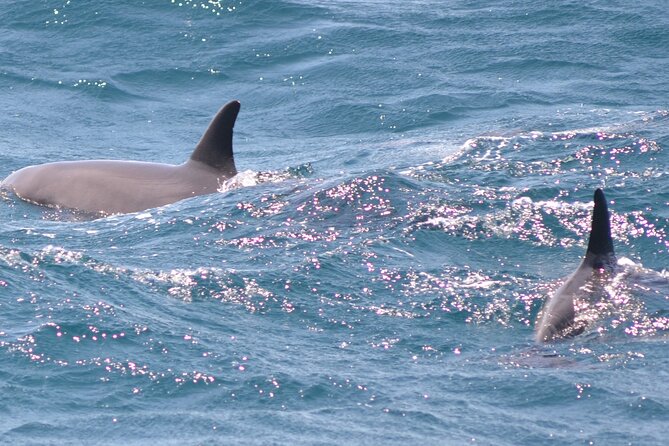 Dolphin House Sea Trip - HURGHADA VIP - Banana boats, quadra rides, and the time difference